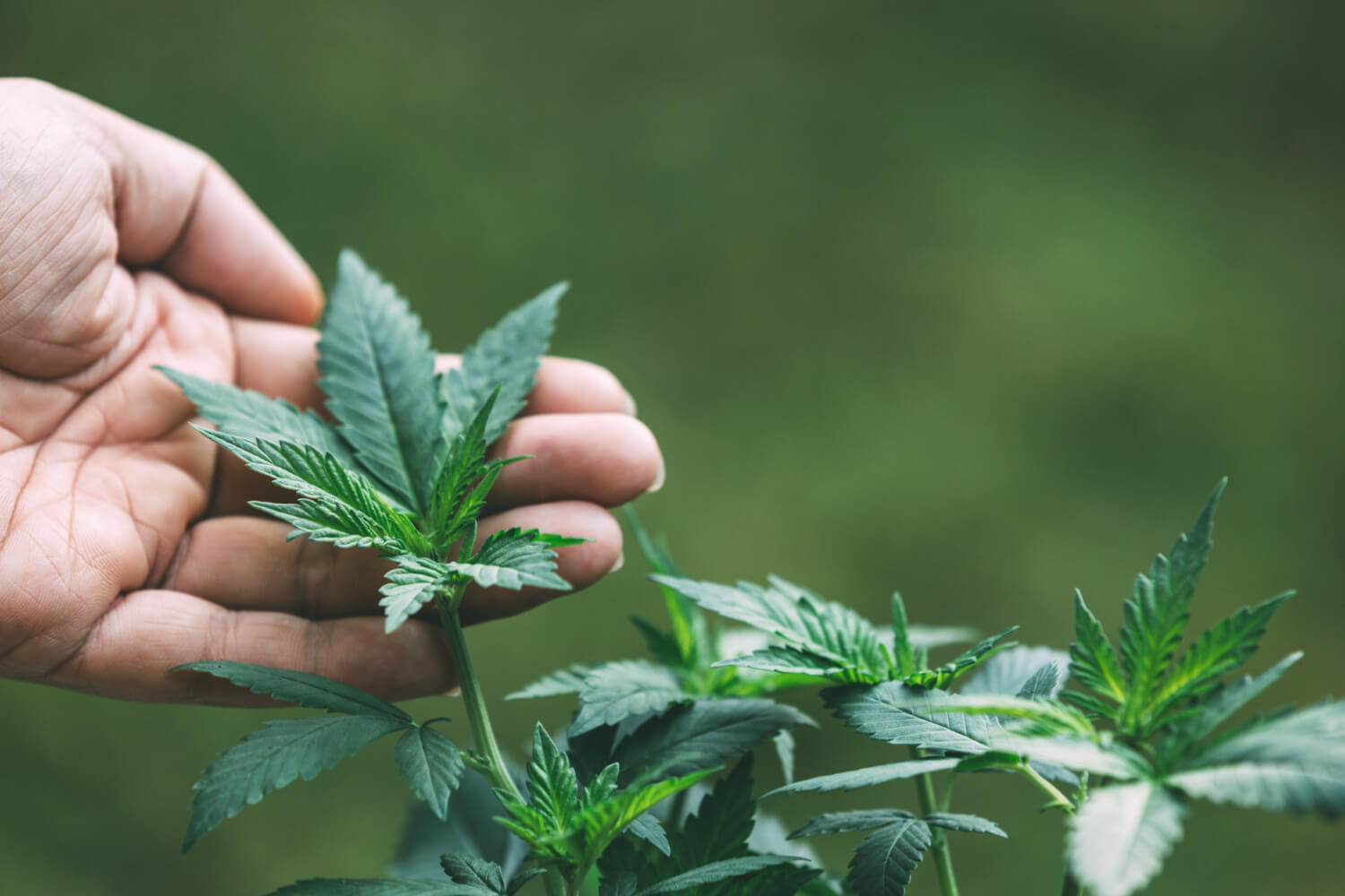 cannabis-plant (1)